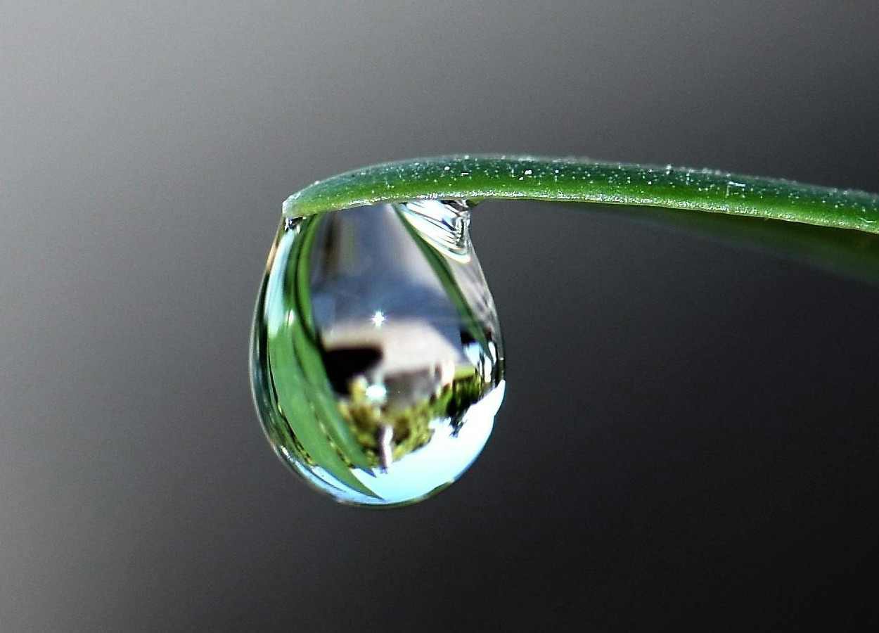 Orvalho antecipa florescimento em plantas