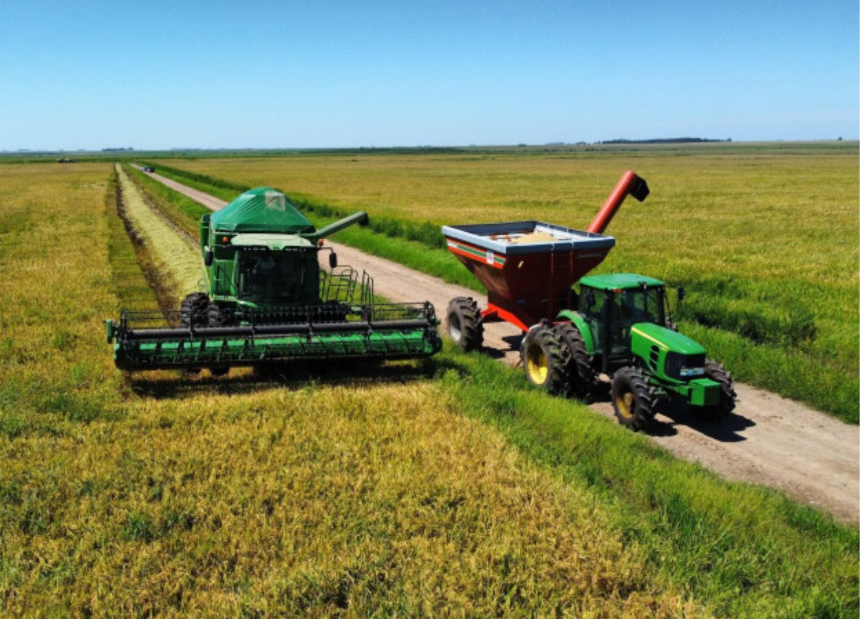 La siembra de arroz avanza y está próxima a finalizar en Rio Grande do Sul.