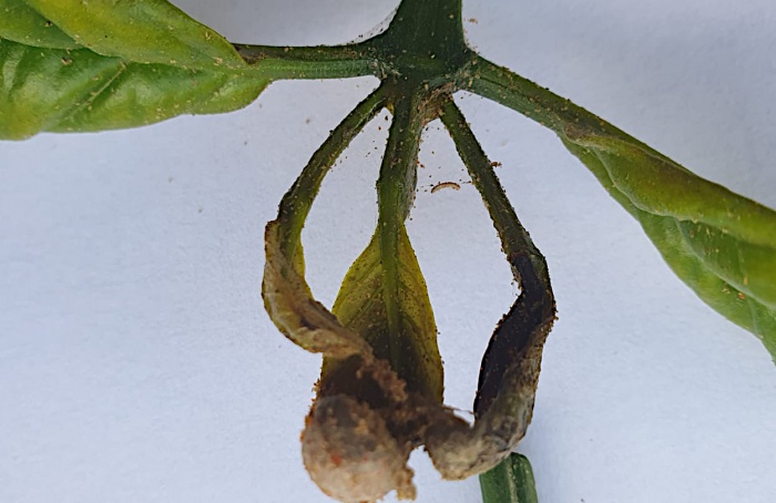 Ácaro Tetranychus urticae ataca plantas café no Espírito Santo