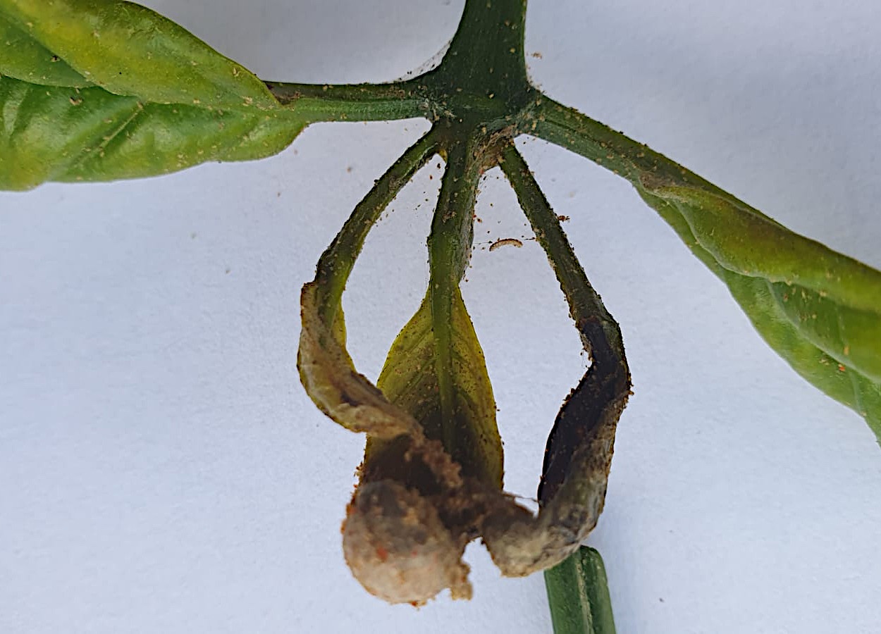Ácaro Tetranychus urticae ataca plantas café no Espírito Santo