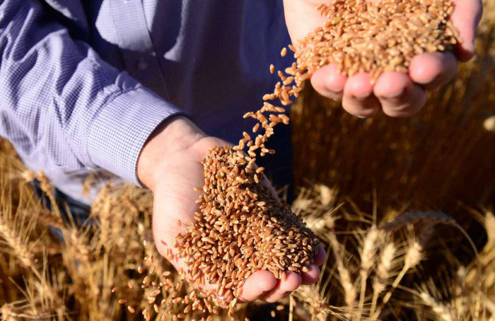 El Niño affects seed production in the south of the country