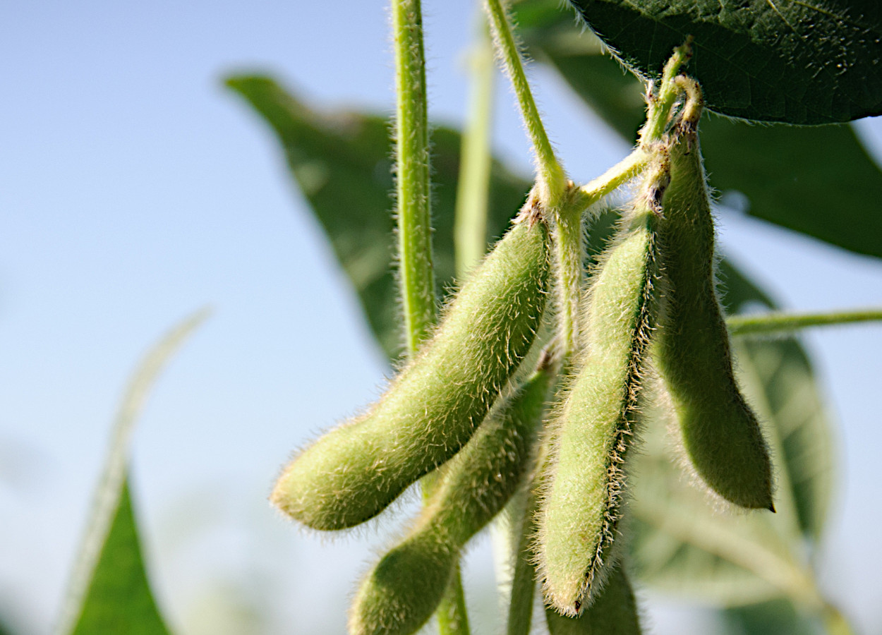 Foto: Syngenta