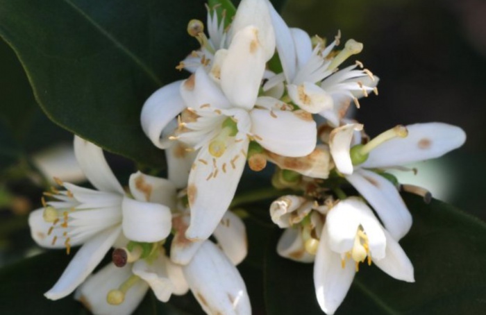 Chuvas intensas elevam risco de podridão floral em citros