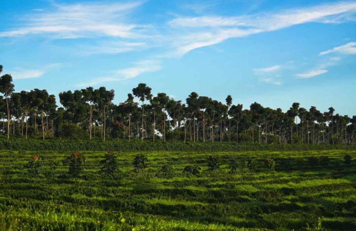 Região do Cerrado Mineiro lança marca na World of Coffee 2026