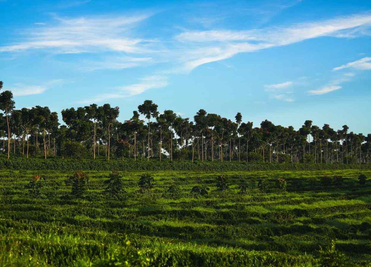 Região do Cerrado Mineiro lança marca na World of Coffee 2026