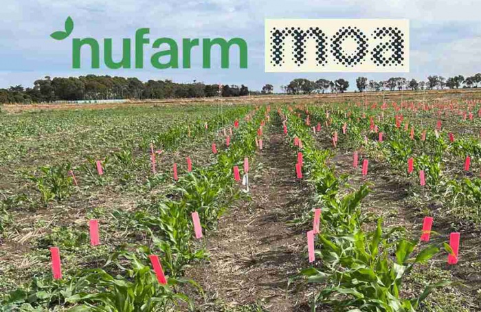 Nufarm e Moa avançam em herbicida com novo modo de ação