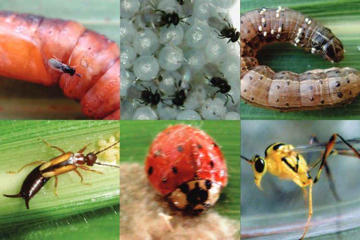 Biodiversidade é o tema do Congresso Brasileiro de Entomologia