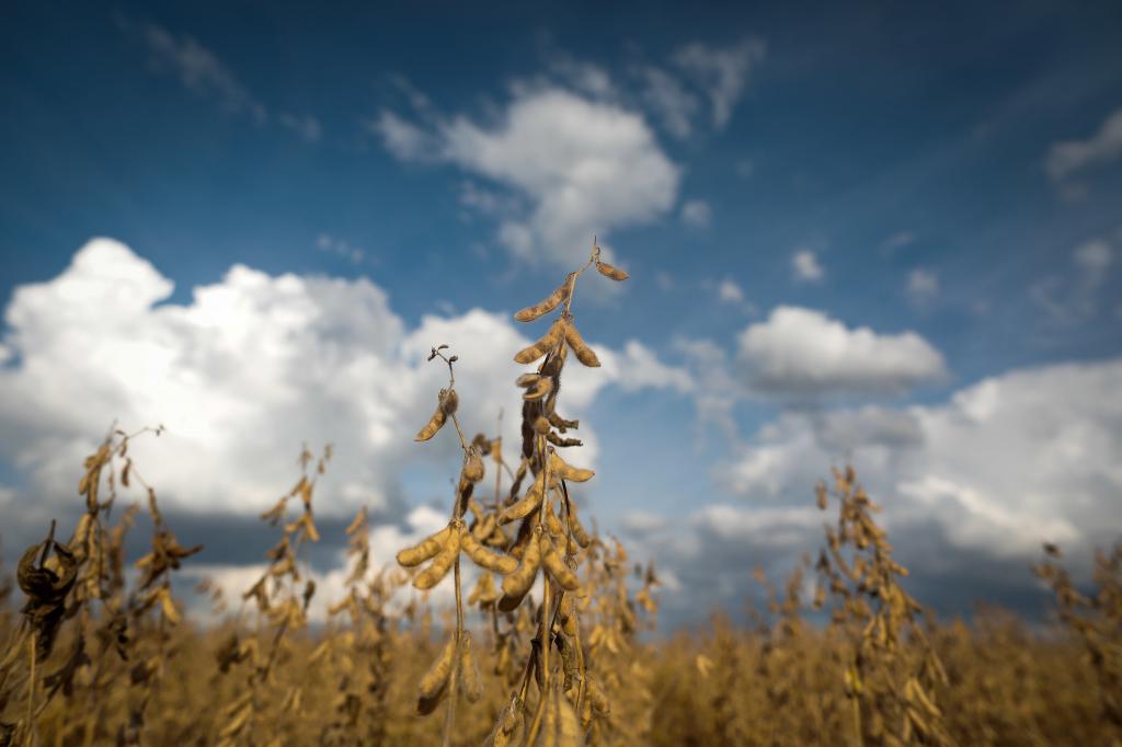 Previsão é de chuva na maioria das regiões produtoras de soja