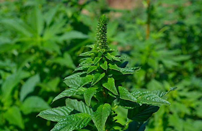 Amaranthus palmeri expande-se em Portugal
