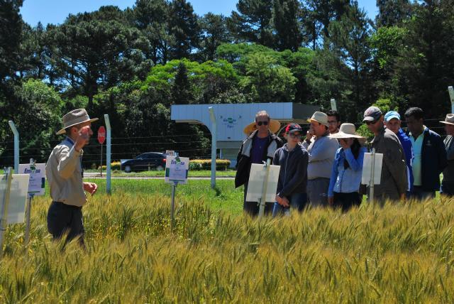 Embrapa Trigo comemora 42 anos