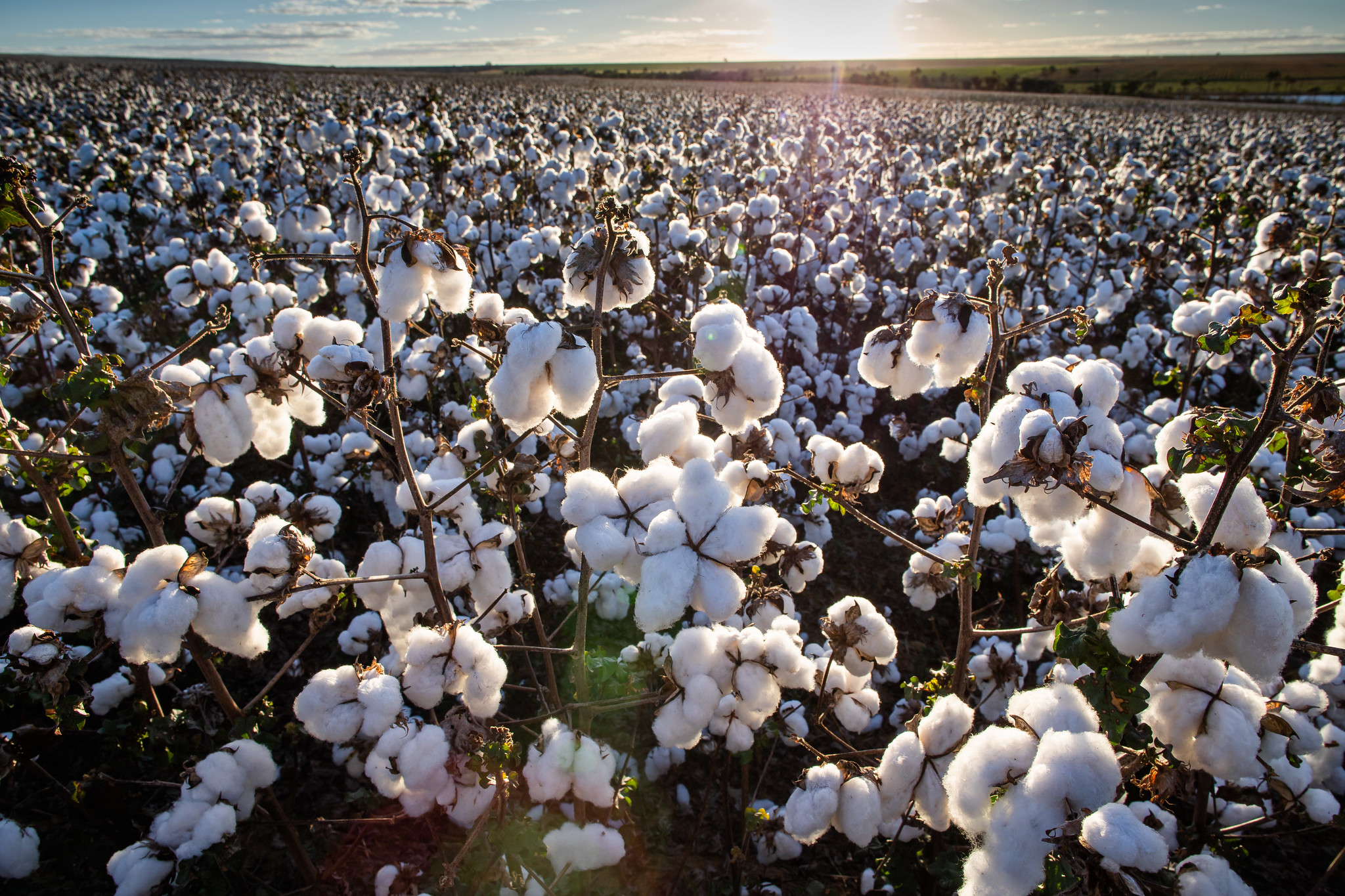 Preços do algodão caem no Brasil devido à queda externa