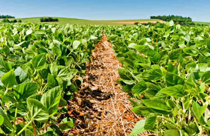 Nova cultivar de soja amplia controle de daninhas