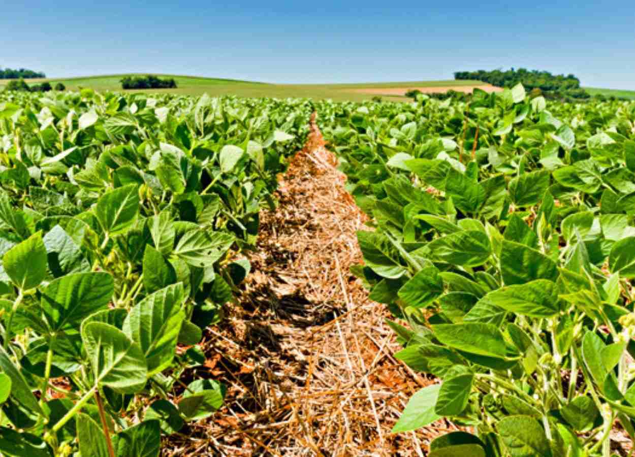 Nova cultivar de soja amplia controle de daninhas