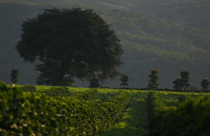 Prêmio Região do Cerrado Mineiro lança categoria regenerativa