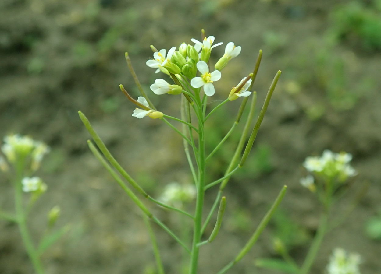 Foto: Salicyna