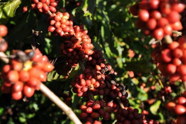 Conselho é recriado para formular política do café e gerir recursos do Funcafé