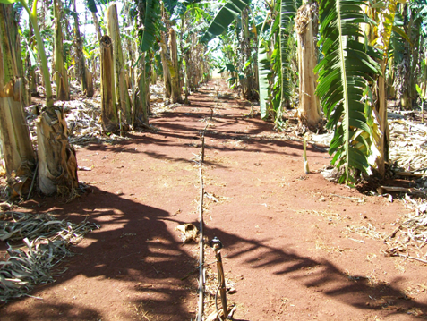 Manejo de fertirrigação para aumentar produtividade de banana