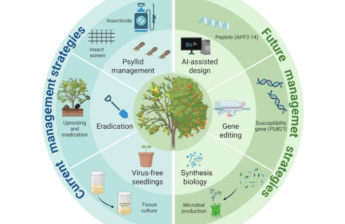 Cientistas propõem princípios evolutivos contra o greening