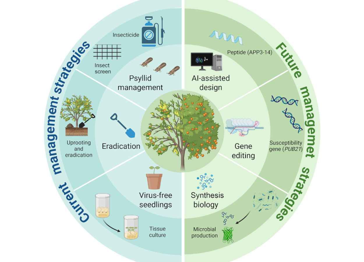 Cientistas propõem princípios evolutivos contra o greening