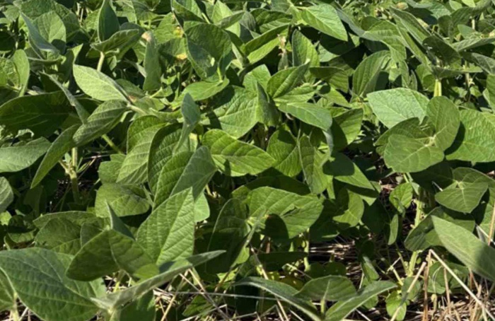 RS Safra 2025/26: plantio da soja chega na reta final