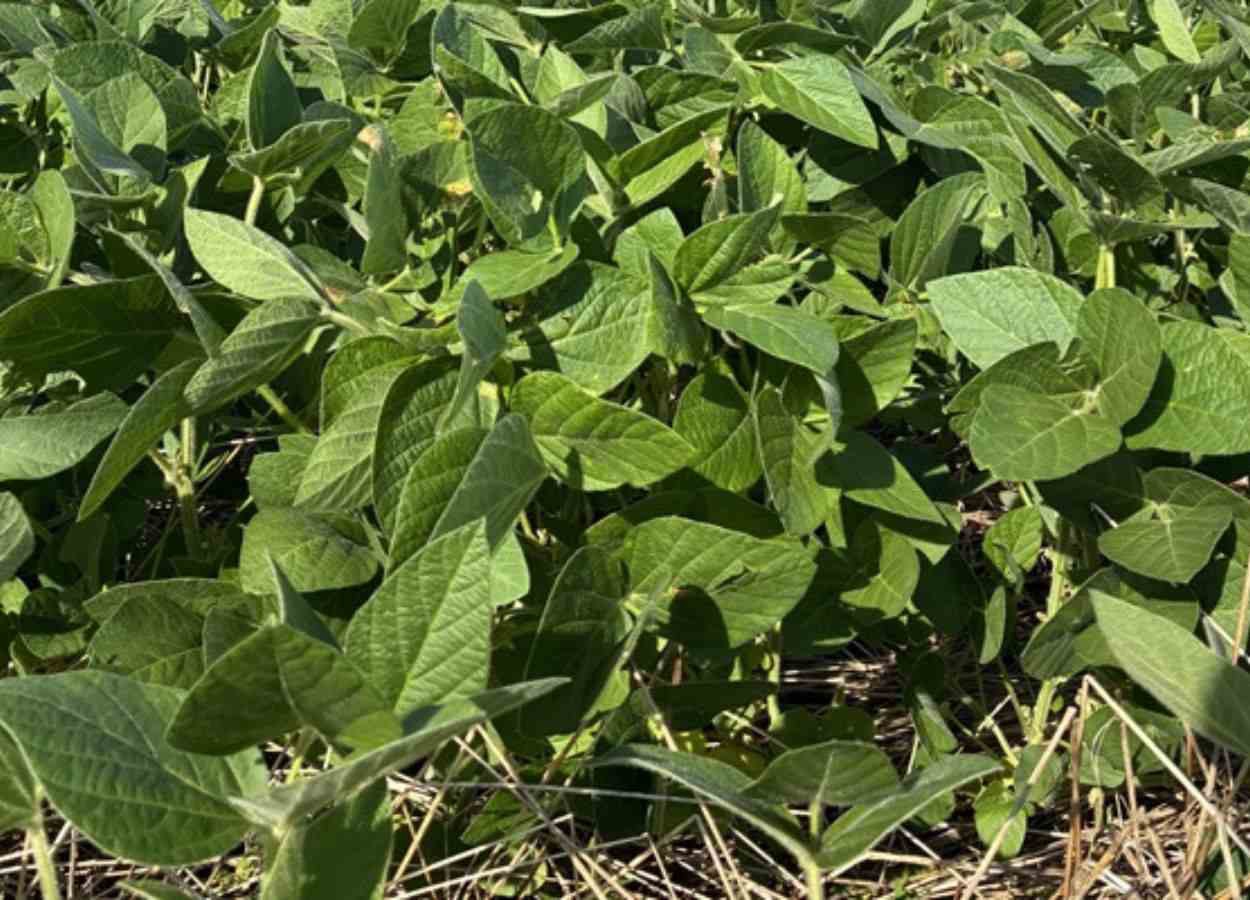 RS Safra 2025/26: plantio da soja chega na reta final