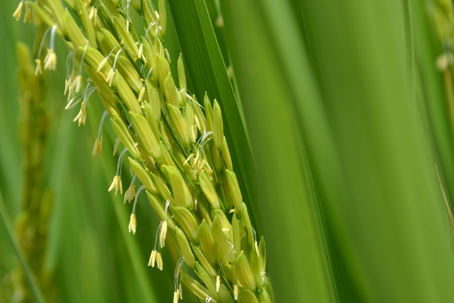 Pesquisa define melhor período para plantio do arroz irrigado no TO
