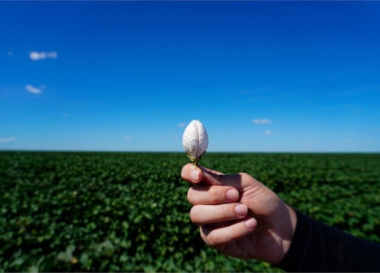 Mato Grosso mantém vazio sanitário do algodão para 2026/27