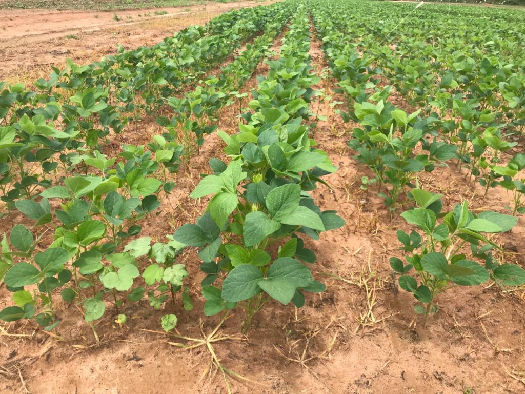 Manejo adequado de tigueras reduz custos e dor de cabeça para o cotonicultor