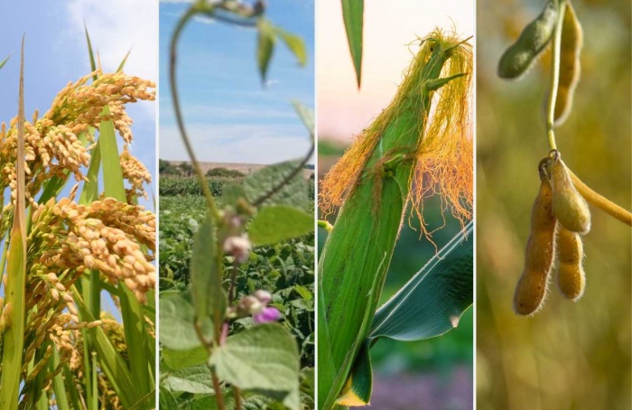 Clima favorece lavouras de grãos na maior parte do Brasil