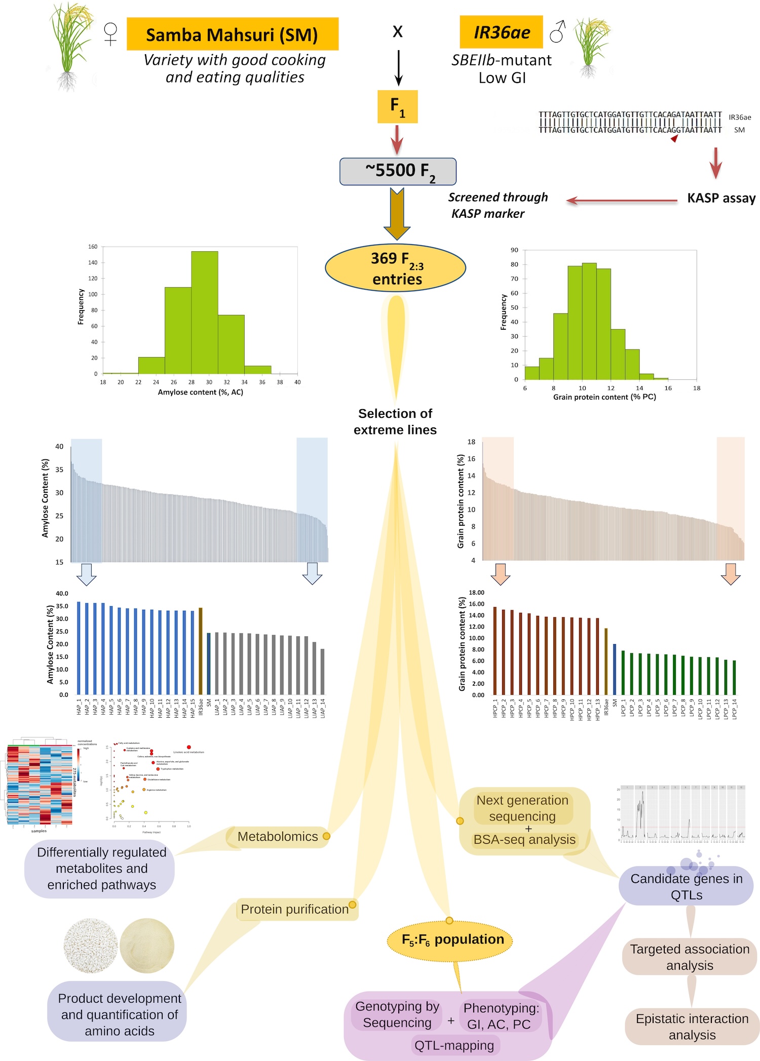 Fluxo de trabalho analítico do desenvolvimento da população RIL e pipeline de análise multigenômica downstream para identificar genes candidatos e genótipos com IG ultrabaixo e baixo, AC alto e PC alto. A população RIL resultante do cruzamento entre Samba Mahsuri e IR36ae portadora de mutação para o gene da enzima de ramificação do amido IIb (sbe IIb) foi inicialmente rastreada usando marcadores de PCR específicos de alelo kompetitivos (KASP) entre as linhas F2:F3. Linhas altamente contrastantes com AC e PC extremamente altos e baixos foram selecionadas para análise posterior usando sequenciamento de última geração para análise de QTL segregante em massa (BSA-seq). O avanço populacional RIL feito até a geração F6 foi submetido ao método de genotipagem por sequenciamento, fenotipagem e mapeamento de QTL para determinar genes candidatos e linhagens importantes que possuem IG ultrabaixo/baixo, AC alto ou intermediário e PC alto, que foram então submetidos à análise metabolômica e purificação de proteínas para posterior desenvolvimento de produtos em comunidades afetadas por diabetes, especialmente em regiões de baixa e média renda