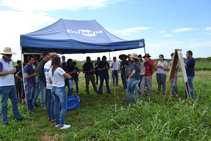 Alternativas para produção em terras baixas são apresentadas em Dia de Campo