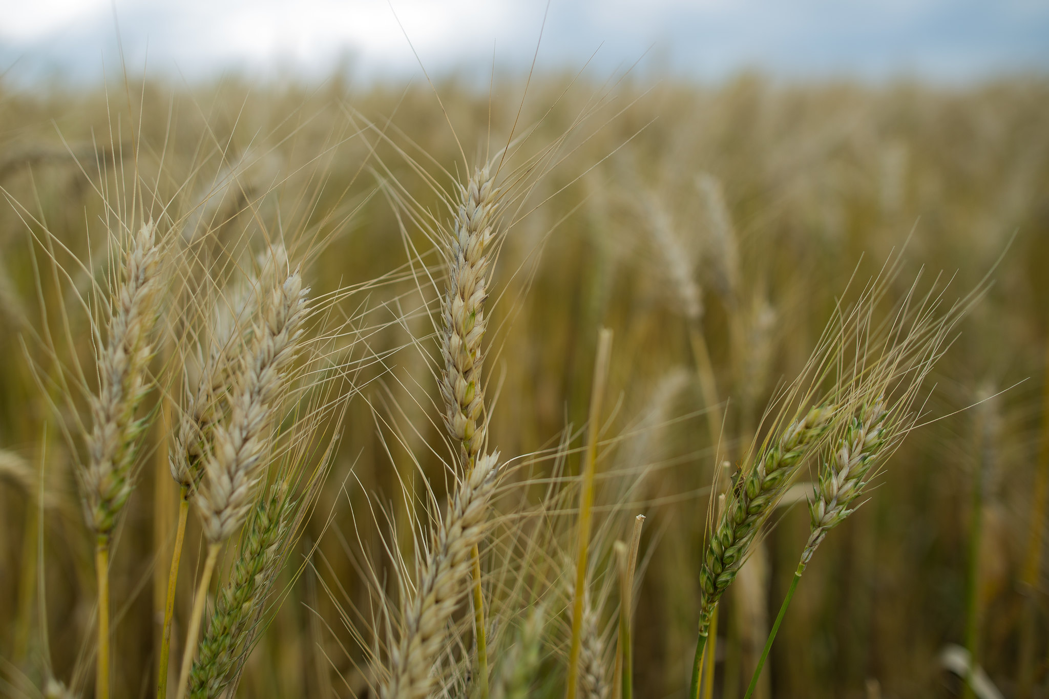 Valores do trigo abrem 2023 em baixa no Brasil