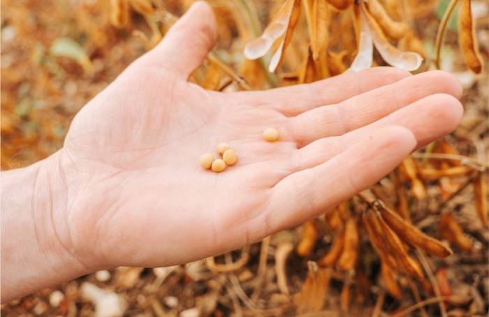 Tecnologia amplia valorização da soja brasileira no mercado