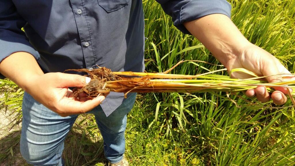 Sulfato de cálcio pode alavancar a produtividade do arroz