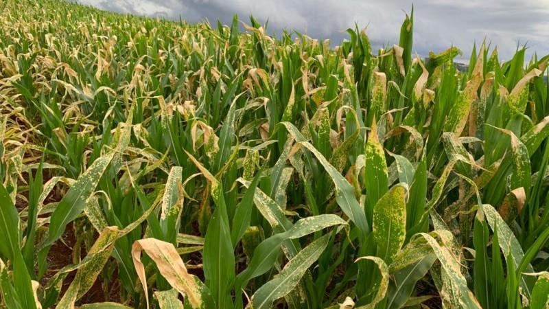 Secretaria da Agricultura do RS prorroga prazo para que municípios se adaptem às regras dos herbicidas hormonais