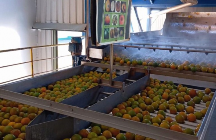 Integrada projeta boa safra de laranja e amplia produção