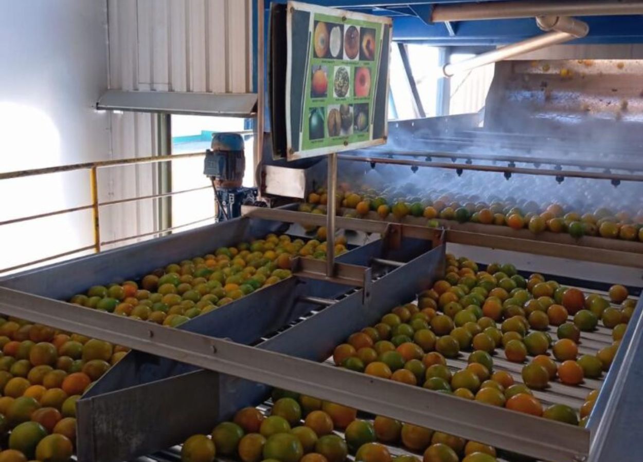 Integrada projeta boa safra de laranja e amplia produção