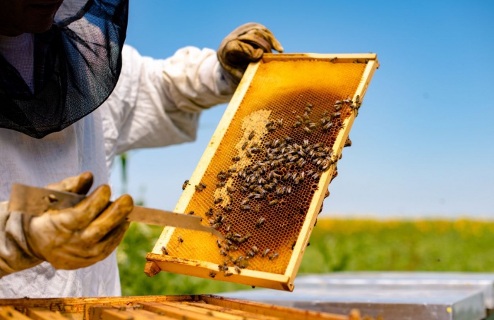 Guias orientam convivência entre agricultura e apicultura