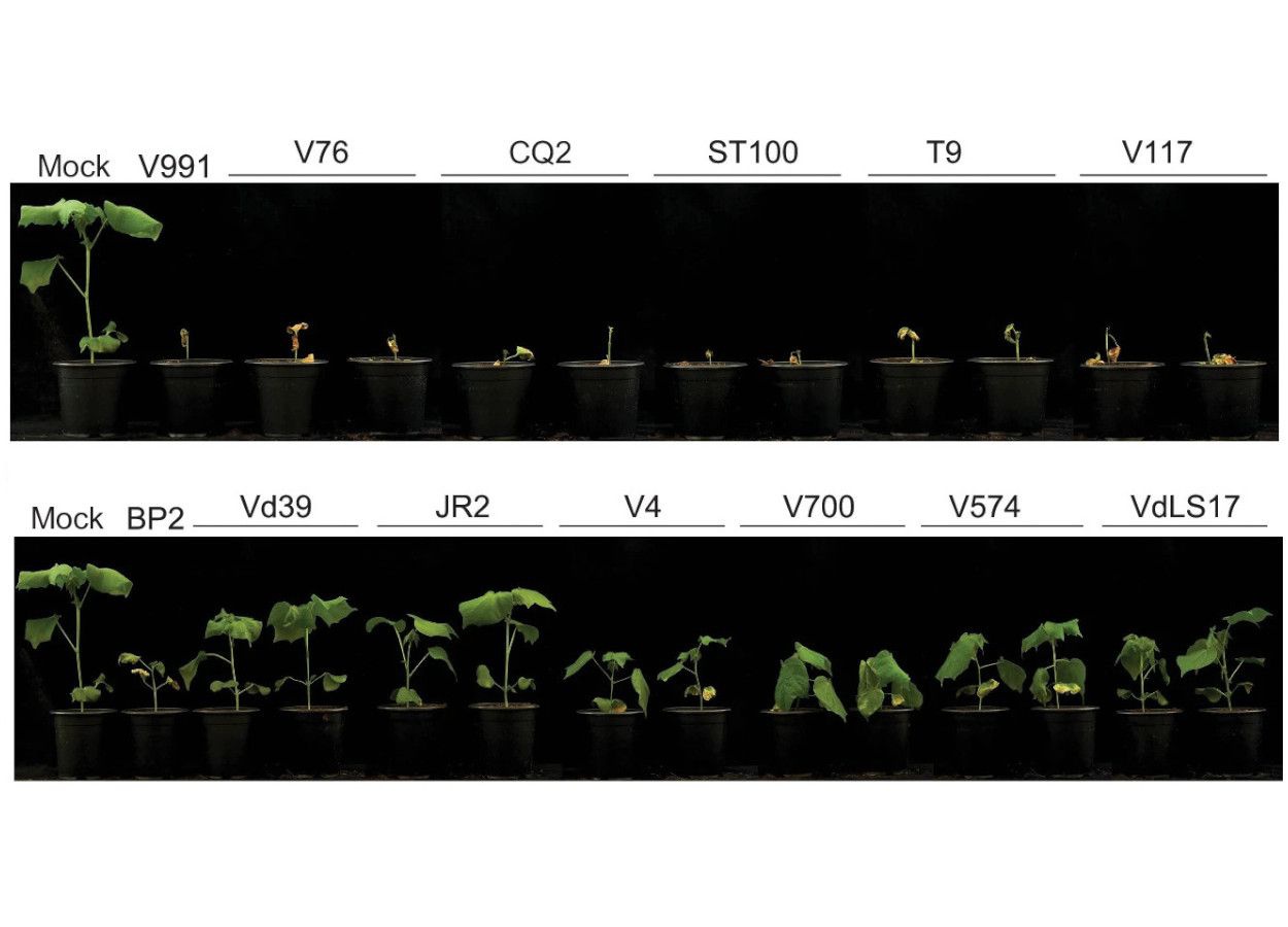 Gene presente em Verticillium dahliae controla patogenicidade e pode ter sido transferido entre fungos