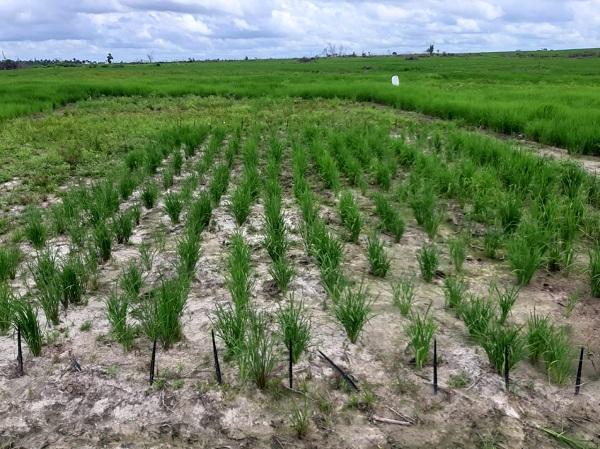 Pesquisa da Embrapa busca aumentar teor de zinco de arroz no Maranhão
