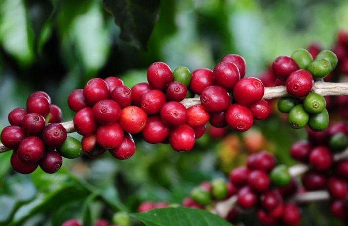 Agro de Minas cresce 13% e alcança novos mercados