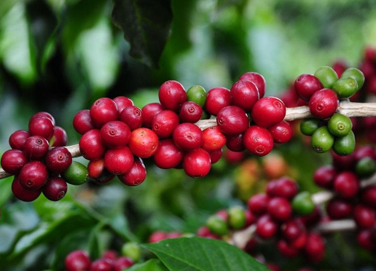 Agro de Minas cresce 13% e alcança novos mercados