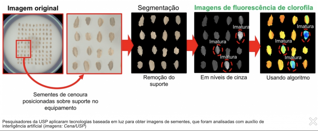 Técnica baseada em inteligência artificial permite automatizar análise de sementes