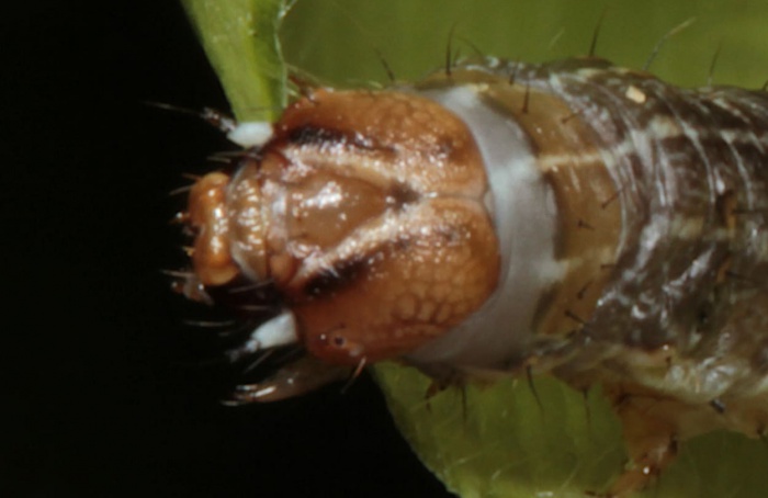 Análise molecular revela como a lagarta-do-cartucho dribla toxinas Bt