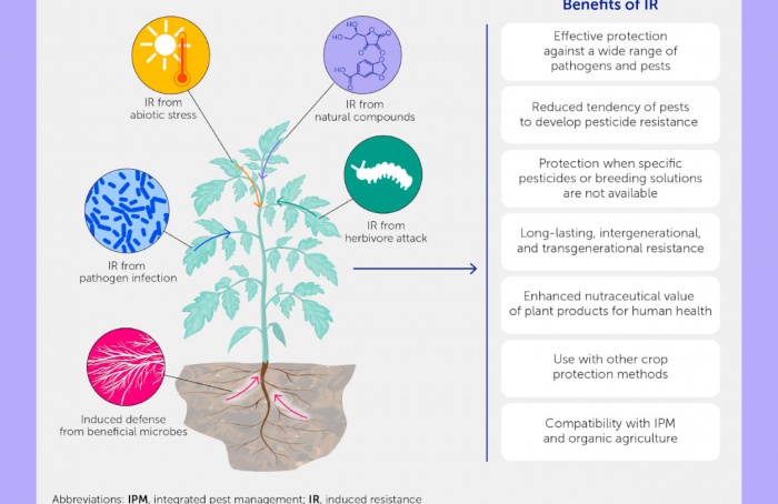 Resistência induzida pode ser futuro sustentável da proteção de cultivos
