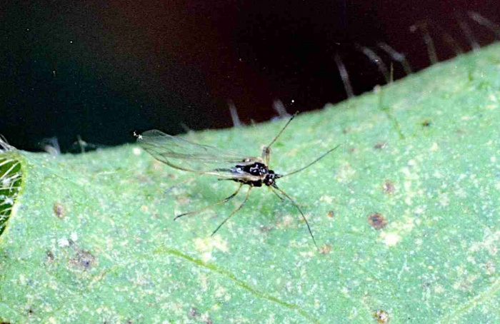 Formiga protege pulgão e reduz parasitismo em pimentão