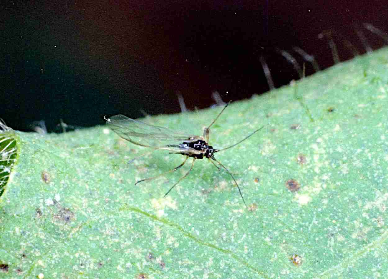 Formiga protege pulgão e reduz parasitismo em pimentão