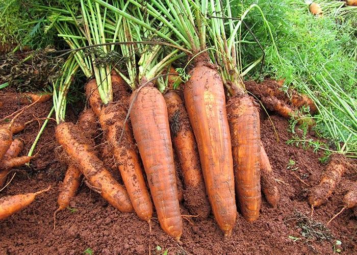 Embrapa abre oferta pública de sementes da cenoura para cultivo orgânico