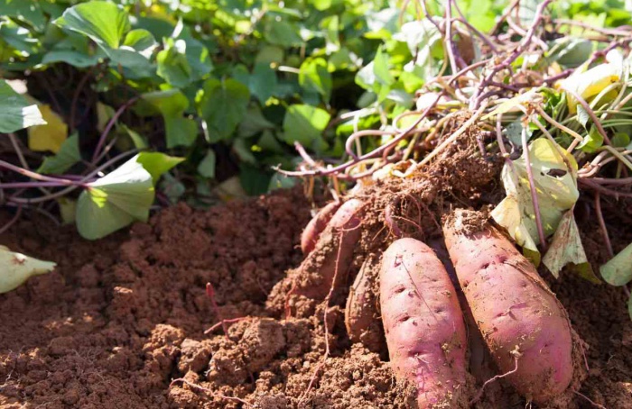 Governo de São Paulo libera R$ 5 milhões para produtores de batata-doce e mandioca afetados pela estiagem