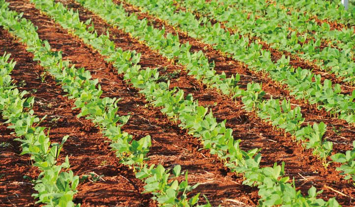 Conferência Anual da RTRS promove diálogo sobre a produção e o comércio de soja sustentável
